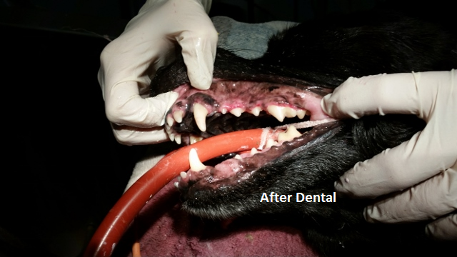 after dental